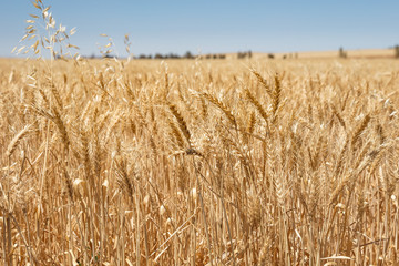 Shallow depth of field close up view of wheat in a field in South Australia