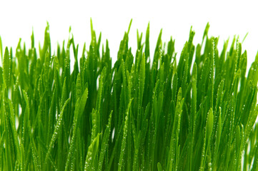 Fototapeta na wymiar Blades of fresh green spring grass with raindrops