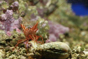 あさりを食べるキャメルシュリンプ