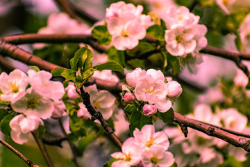 Obraz premium There are a lot of white blossoms on the Apple tree. Fluffy delicate petals on thin branches and green leaves. Spring mood and beautiful nature.