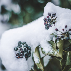 Myrtilles sous la neige