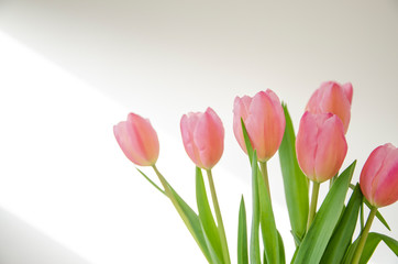 Beautiful and cute pinkish spring tulips. Gently and easily sunlight falls from a window. Horizontal view. Side view. Copy space. Close-up.