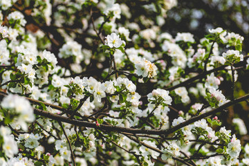 There are a lot of white blossoms on the Apple tree. Fluffy delicate petals on thin branches and green leaves. Spring mood and beautiful nature.