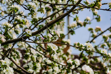 There are a lot of white blossoms on the Apple tree. Fluffy delicate petals on thin branches and green leaves. Spring mood and beautiful nature.