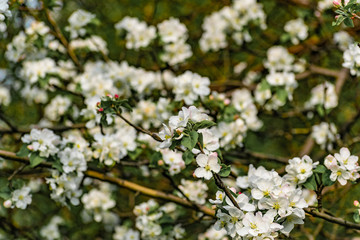 There are a lot of white blossoms on the Apple tree. Fluffy delicate petals on thin branches and green leaves. Spring mood and beautiful nature.