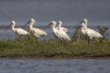 Eurasian spoonbill (Platalea leucorodia)