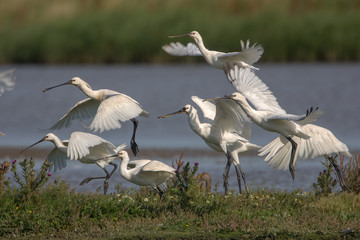 Eurasian spoonbill (Platalea leucorodia)