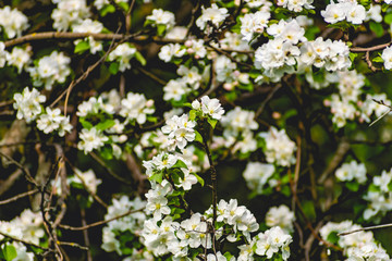 There are a lot of white blossoms on the Apple tree. Fluffy delicate petals on thin branches and green leaves. Spring mood and beautiful nature.