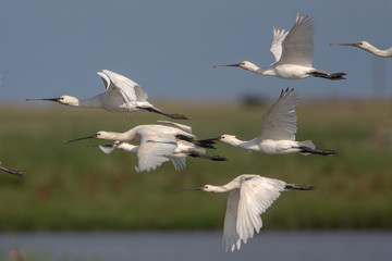 Eurasian spoonbill (Platalea leucorodia)