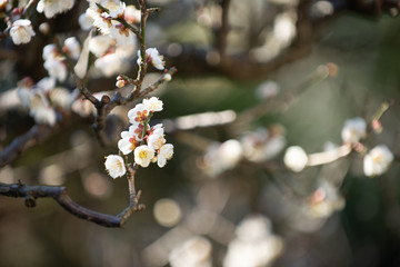 満開の梅の花