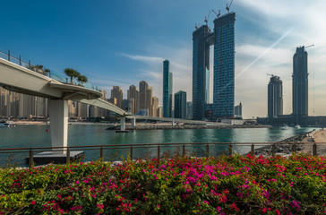 Bougainvillea on the shores of the Bluewaters Island Dubai overlooking the  JBR beach