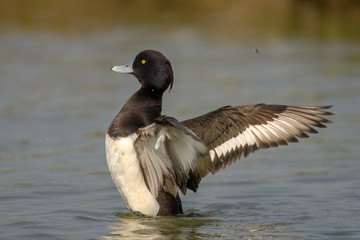 Tufted duck (Aythya fuligula) is a small diving duck with a population of close to one million birds, found in northern Eurasia.