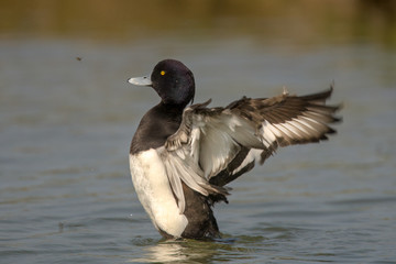 Tufted duck (Aythya fuligula) is a small diving duck with a population of close to one million birds, found in northern Eurasia.