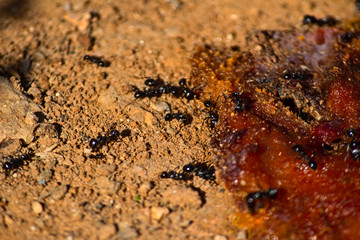 hormigas con caqui maduro