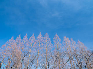 冬枯れの木々と青空