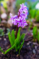Blooming spring hyacinth flower in the garden.