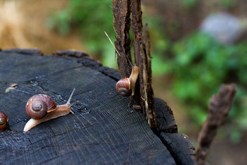 snail on the background of nature. the concept of alternative medicine, cosmetology.