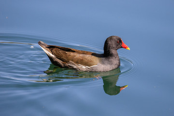 Gallinella d'acqua sul fiume Adda