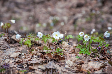 First white Anemone flowers in the spring forest