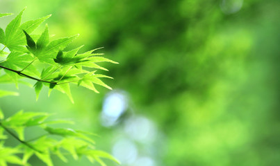 Close-up of fresh green leaves lit up by light with blurred background