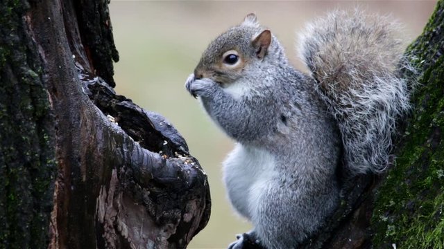 Close up from Grey squirrel on a tree eating food in the winter season