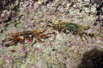 crabs of biak - Indonesia