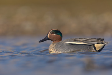 The Eurasian teal, common teal, or Eurasian green-winged teal (Anas crecca) is a common and...