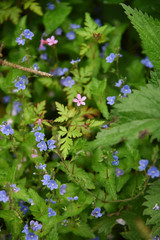 Veronica peduncularis (or umbrosa) Georgia Blue Creeping Speedwell, flowers meadow mountain macro. 