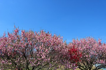 ももの花　菊桃　春　風景　日本