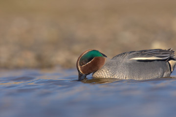 The Eurasian teal, common teal, or Eurasian green-winged teal (Anas crecca) is a common and...