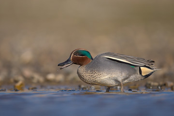 The Eurasian teal, common teal, or Eurasian green-winged teal (Anas crecca) is a common and...
