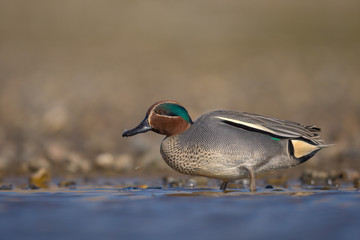Obraz premium The Eurasian teal, common teal, or Eurasian green-winged teal (Anas crecca) is a common and widespread duck which breeds in temperate Eurasia and migrates south in winter.