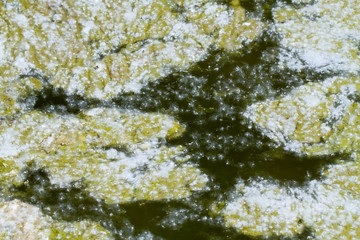 Poplar fluff on the water