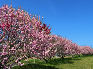 ももの花　菊桃　春　風景　日本
