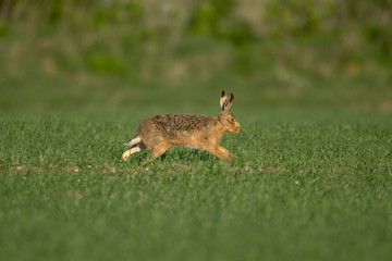 The European hare (Lepus europaeus), also known as the brown hare, is a species of hare native to Europe and parts of Asia.