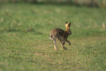 The European hare (Lepus europaeus), also known as the brown hare, is a species of hare native to Europe and parts of Asia.