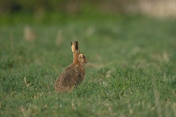 The European hare (Lepus europaeus), also known as the brown hare, is a species of hare native to Europe and parts of Asia.