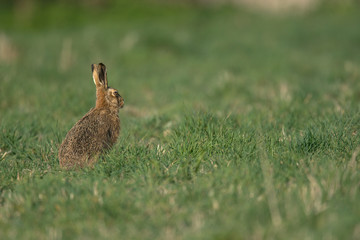 The European hare (Lepus europaeus), also known as the brown hare, is a species of hare native to Europe and parts of Asia.