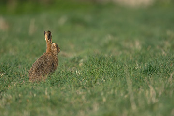 The European hare (Lepus europaeus), also known as the brown hare, is a species of hare native to Europe and parts of Asia.