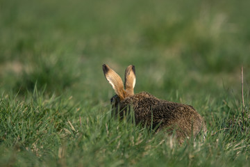 The European hare (Lepus europaeus), also known as the brown hare, is a species of hare native to Europe and parts of Asia.