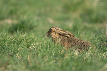 The European hare (Lepus europaeus), also known as the brown hare, is a species of hare native to Europe and parts of Asia.