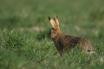 The European hare (Lepus europaeus), also known as the brown hare, is a species of hare native to Europe and parts of Asia.