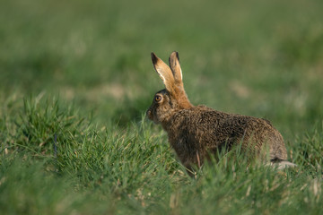 The European hare (Lepus europaeus), also known as the brown hare, is a species of hare native to Europe and parts of Asia.