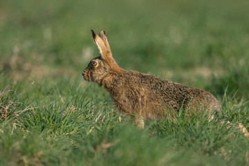 The European hare (Lepus europaeus), also known as the brown hare, is a species of hare native to Europe and parts of Asia.