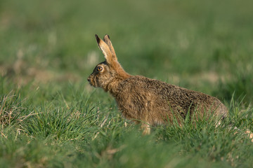 The European hare (Lepus europaeus), also known as the brown hare, is a species of hare native to Europe and parts of Asia.