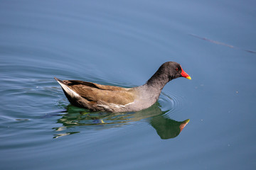 Gallinella d'acqua sul fiume Adda