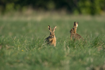 The European hare (Lepus europaeus), also known as the brown hare, is a species of hare native to Europe and parts of Asia.