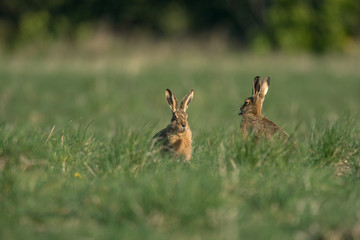 The European hare (Lepus europaeus), also known as the brown hare, is a species of hare native to Europe and parts of Asia.