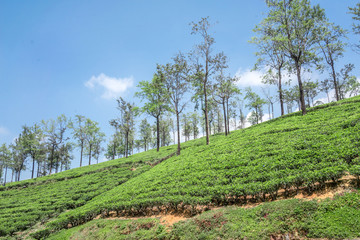 Fototapeta na wymiar Tea plantation in Sri Lanka. Beautiful landscape