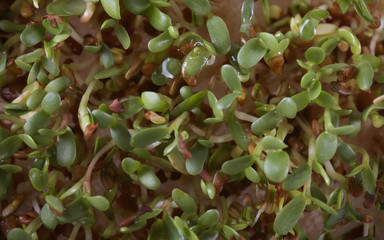 micro greens useful growing in the Bank